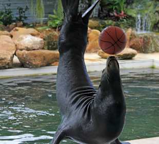 Sea Lion Show