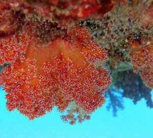 Unter der Schwimminsel