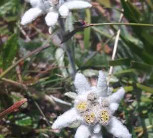 Wandern Hermagor - Pressegger See