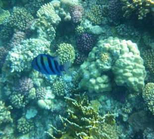 Hausriff .. so schön