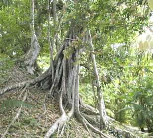 Baum