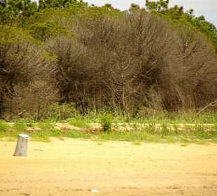 Das Naturreservat von Bibione