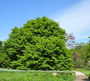 Rundgang durch den Berggarten Hannover
