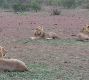 Männliches Löwenrudel