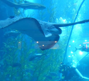 Sehr viele Fische waren zu sehen 
