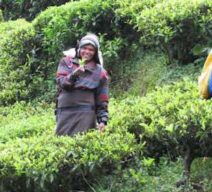 Hochland Teeplantagen