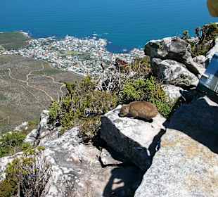 Nur nicht runter fallen