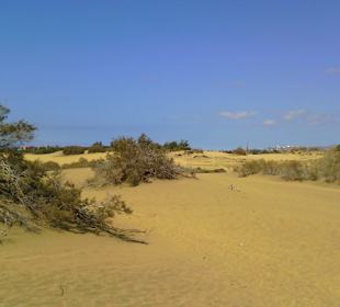 Die Duenen von Maspalomas
