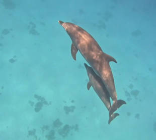Baby Delfin