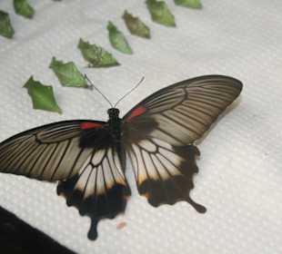 Schmetterling
