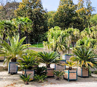 Viele Palmen