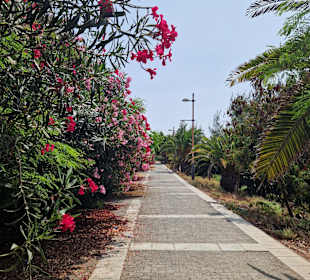 Centro Comercial El Palmeral