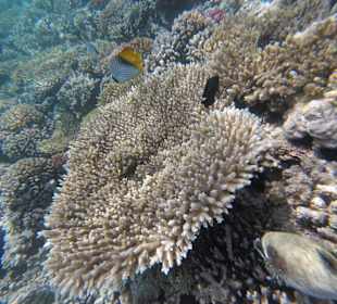 Schnorcheln Makadi Bay