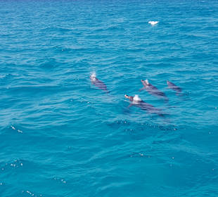 Delfin Tour Hurghada