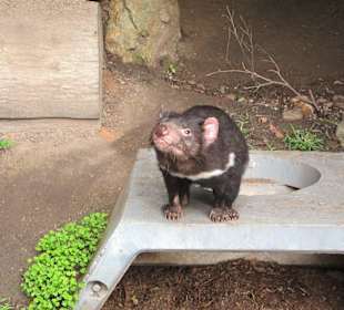 Zoobesuch bei Brisbane