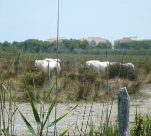 Blick vom Natrurpark zum Hotel