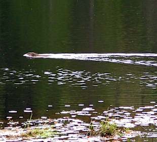 Algonquin Provincial Park, Beaver Pond.