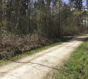 Waldsportpfad im Wasenwald