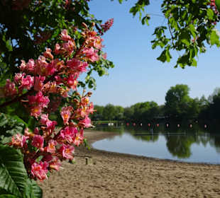 Blühende Kastanie am Badestrand