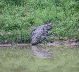 Safari im Yala Nationalpark
