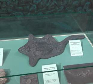 Staatliches Naturkunde Museum