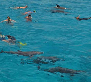 Delfin- und Schnorcheltour buchbar bei Ammar 