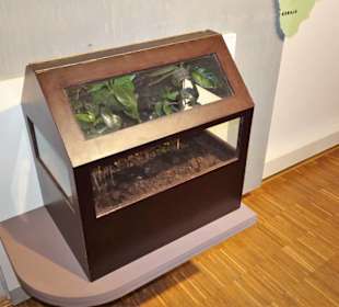 Ward´scher Kasten zum Pflanzenexport