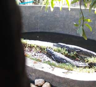 Wyspa Bananowa