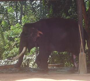 Der älteste - mit 70 Jahren!