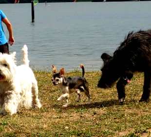 Am Hundestrand viele Freunde
