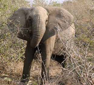 Auf Safari im Krüger Park