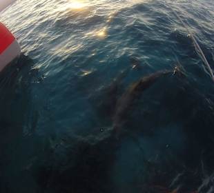 Delfine in freier Natur