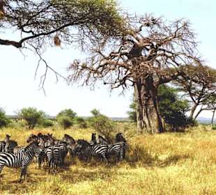 Tarangire Nationalpark