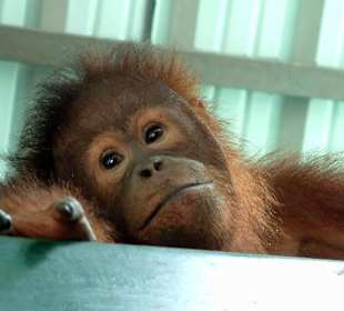 Orang Utan beim nahen Center