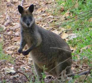 Wallabies am Wegesrand