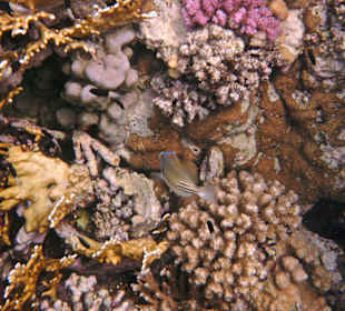 Fische vom Hausriff Tulip Resort