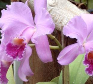 Loro Parc in Puerto de la Cruz