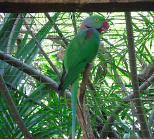 Palmitos Park