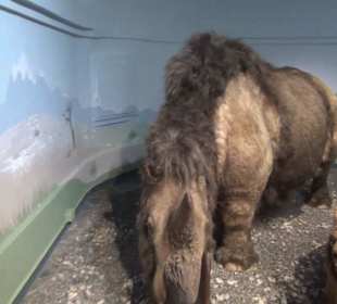 Ausstellung Eis Safari