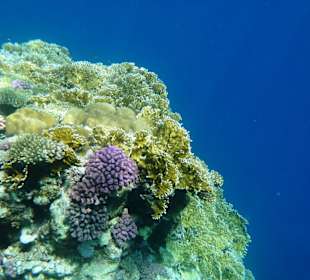 Traumstrand & Korallenriffe/Fische der Superlative