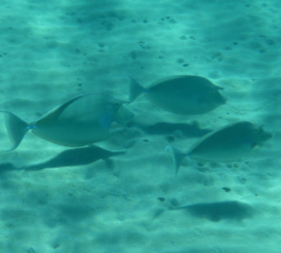 Kurznasen Doktorfische