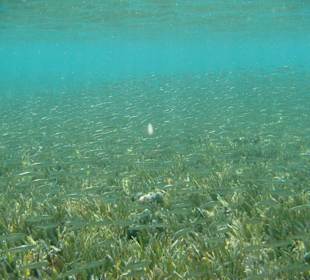 Fischschwarm in der "Badewanne"