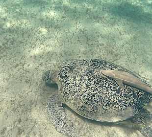 Schnorcheln Abu Dabbab