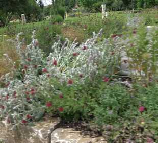 Blühendes Neresheim 2021