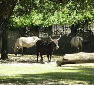 Auerochs & Tarpan Anlage
