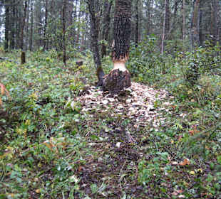 Angenagter Baum 