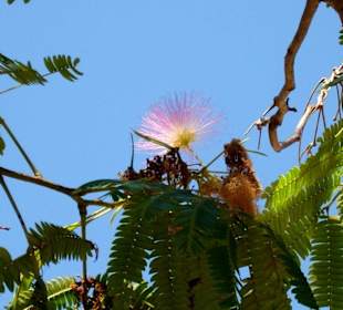 Federblüte im Botanicactus