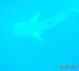 Schnorcheln Hurghada