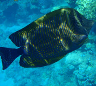 Zebrasoma