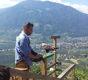 Greifvogel-Flugschau 